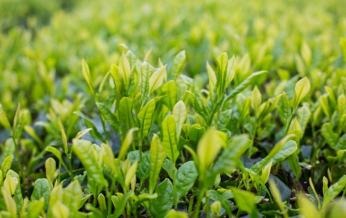 茶叶 茶叶