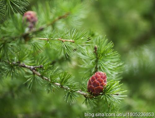 2018野生植物资源开发与利用专业怎么样_主要课程_就业方向与前景分析 2018野生植物资源开发与利用专业怎么样_主要课程_就业方向与前景分析
