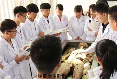 云南新型职业学院腹部标本解剖