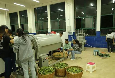 临沧高级技工学校茶叶生产与加工3