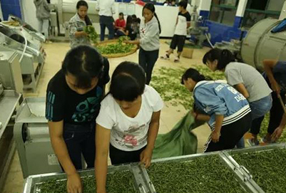 临沧高级技工学校茶叶生产与加工2