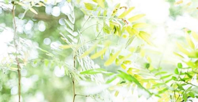 在西安艺术职业高级中学就读,能申请奖学金吗